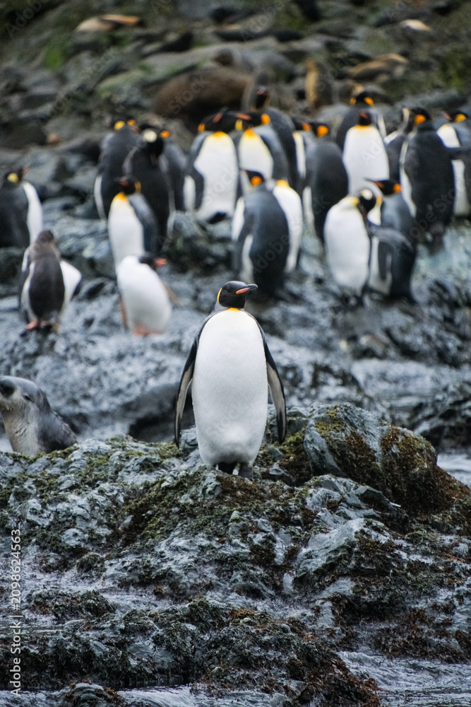 Obraz premium King Penguins of Elsehul Bay, South Georgia, UK