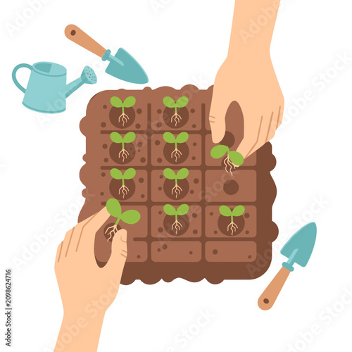 Hands planting small green seedlings into a soil tray for gardening