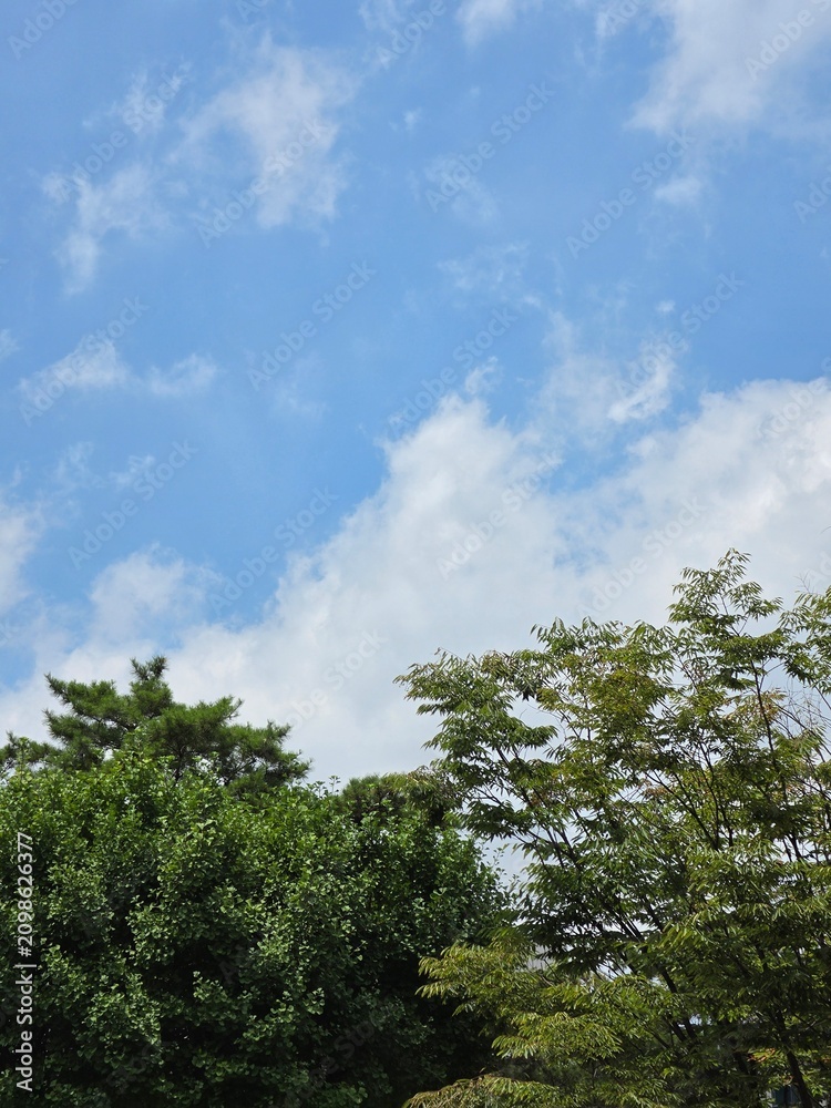 Fototapeta premium Green Trees Under Blue Sky