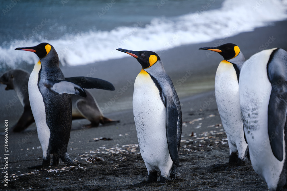 Fototapeta premium King Penguin Habitat in Right Whale Bay, South Georgia Islands, UK
