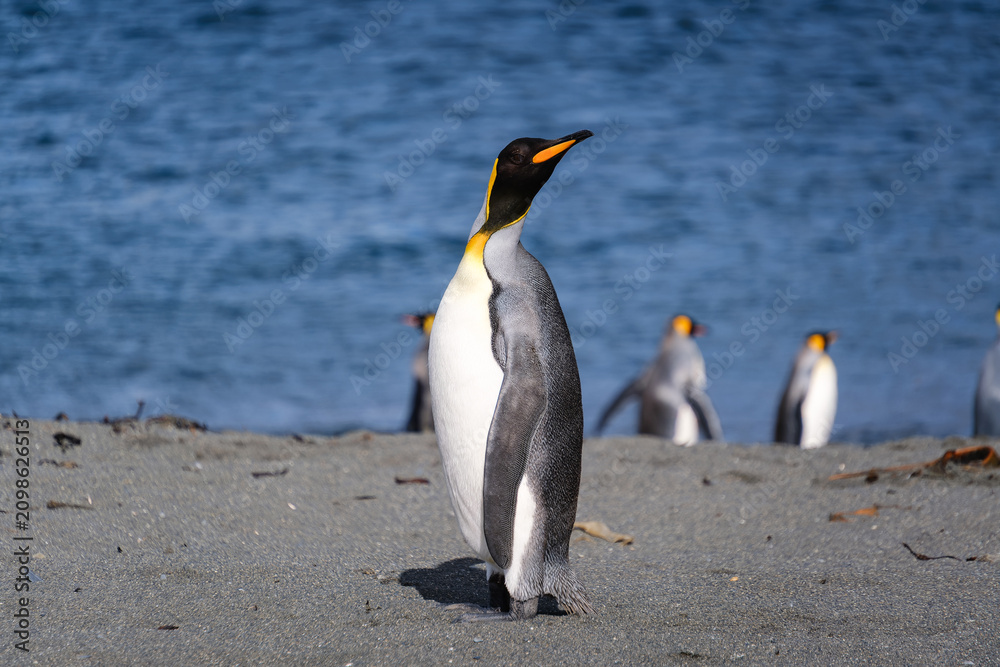 Obraz premium King Penguin Habitat in Right Whale Bay, South Georgia Islands, UK