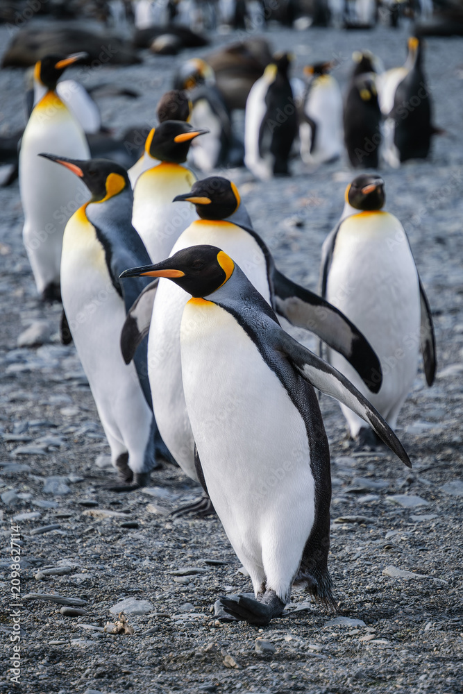 Obraz premium King Penguin Habitat in Right Whale Bay, South Georgia Islands, UK