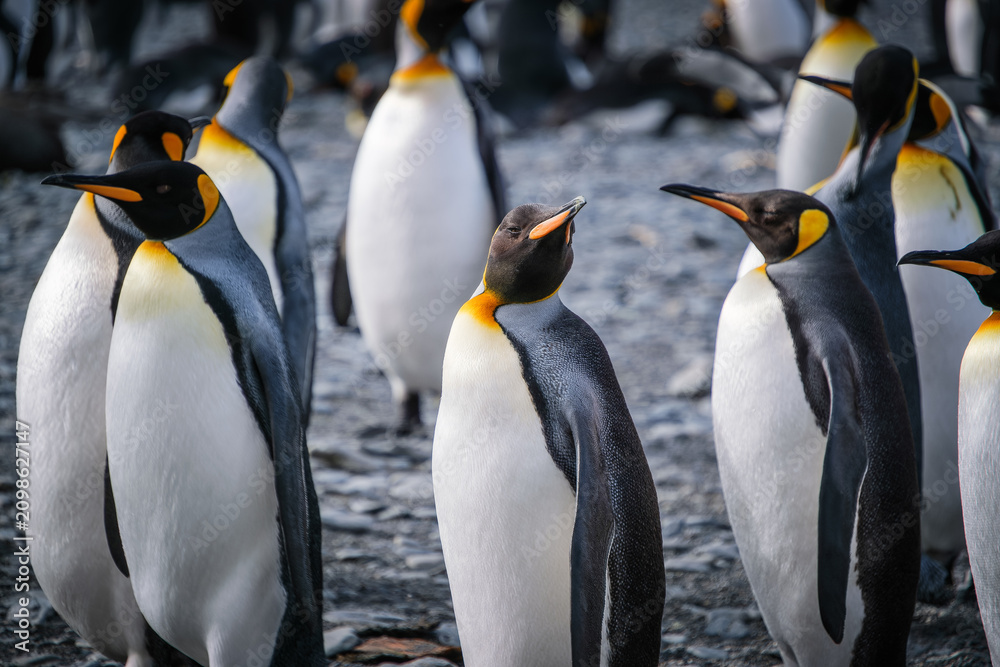 Obraz premium King Penguin Habitat in Right Whale Bay, South Georgia Islands, UK