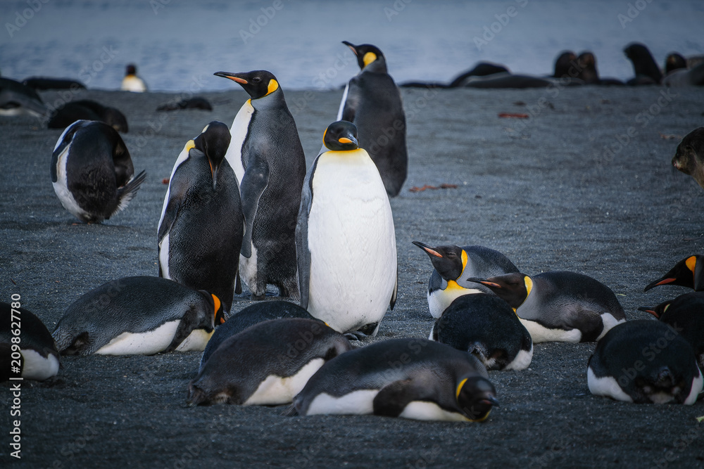 Fototapeta premium King Penguin Habitat in Right Whale Bay, South Georgia Islands, UK