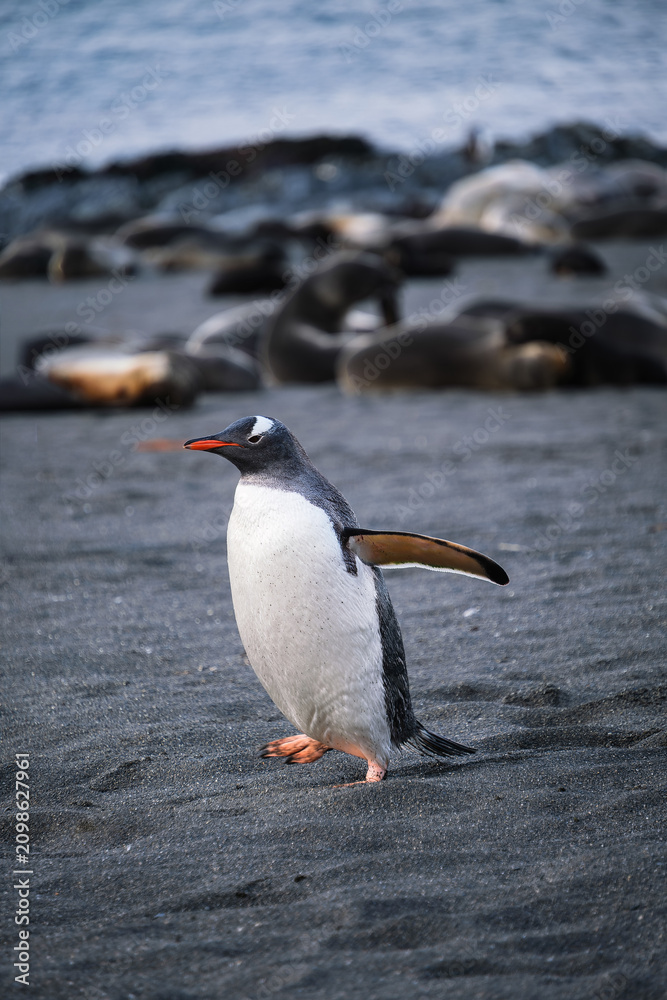 Fototapeta premium Gentoo penguin habitat in Right Whale Bay, South Georgia, UK.