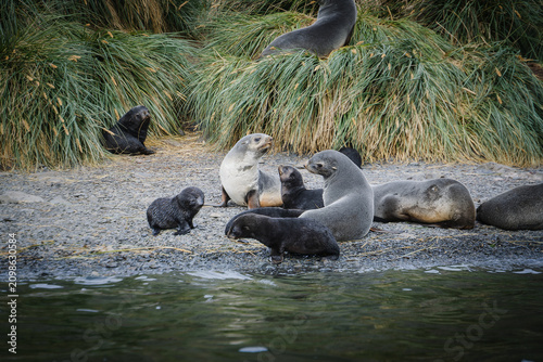 Quadro su tela Antarctic fur seal habitat in Port Jason Harbour, South Georgia Islands