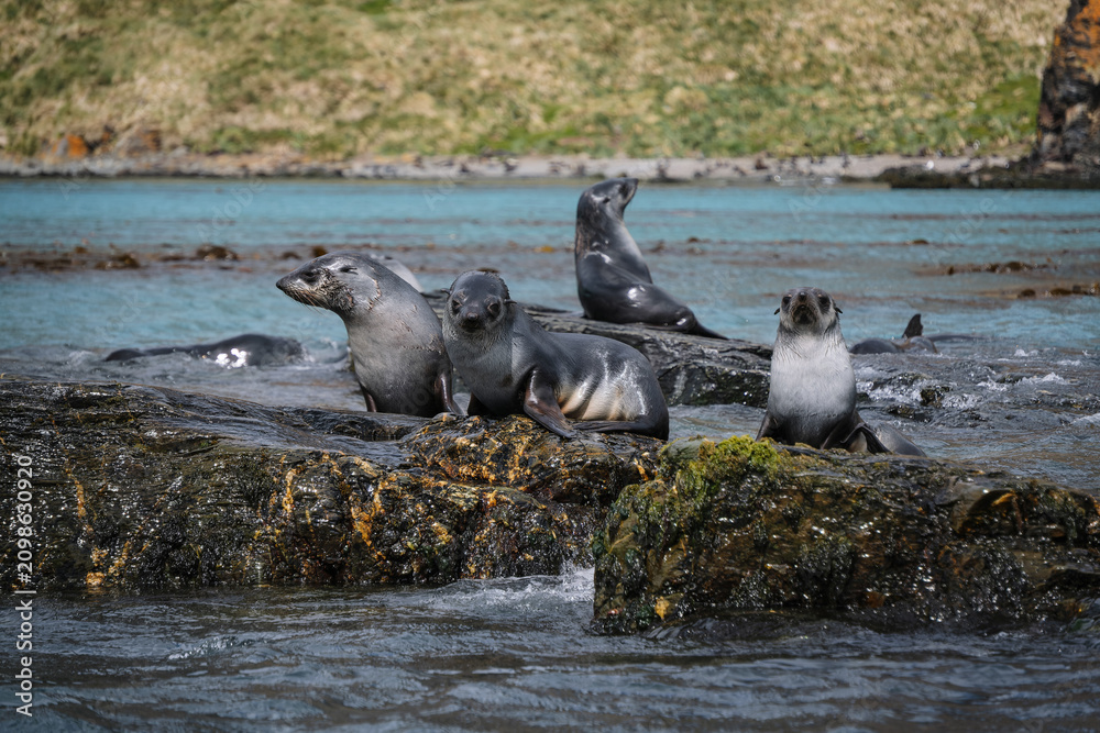 Fototapeta premium Antarctic fur seal habitat in Port Jason Harbour, South Georgia Islands