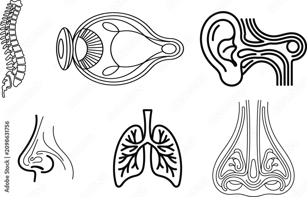 Fototapeta premium Detailed illustrations of human body parts including ear eye lung nose and spine