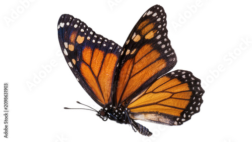 Obraz na plátne Monarch butterfly with orange black and white wings, isolated on transparent bac
