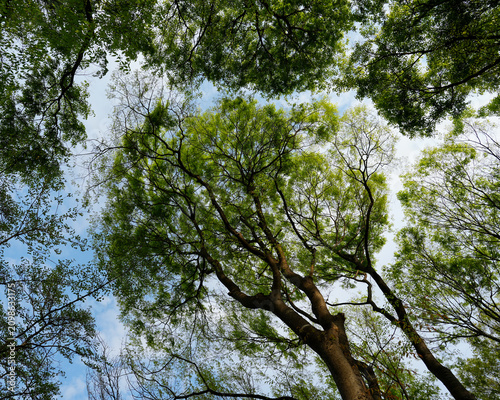 Фотография leaf boundary