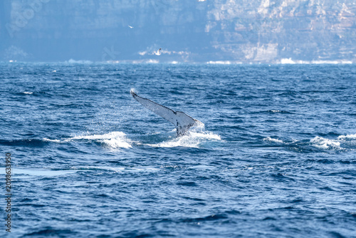 Fotografi Humpback whale raising its white pectoral flipper