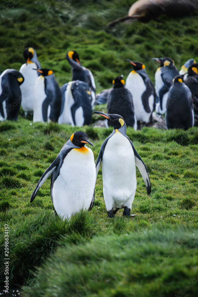 Fototapeta premium King Penguin Habitat in Grytviken, South Georgia, UK