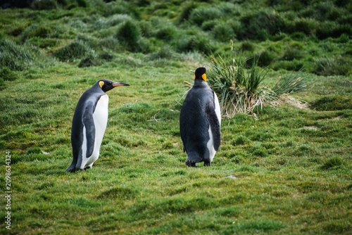 Foto King Penguin Habitat in Grytviken, South Georgia, UK