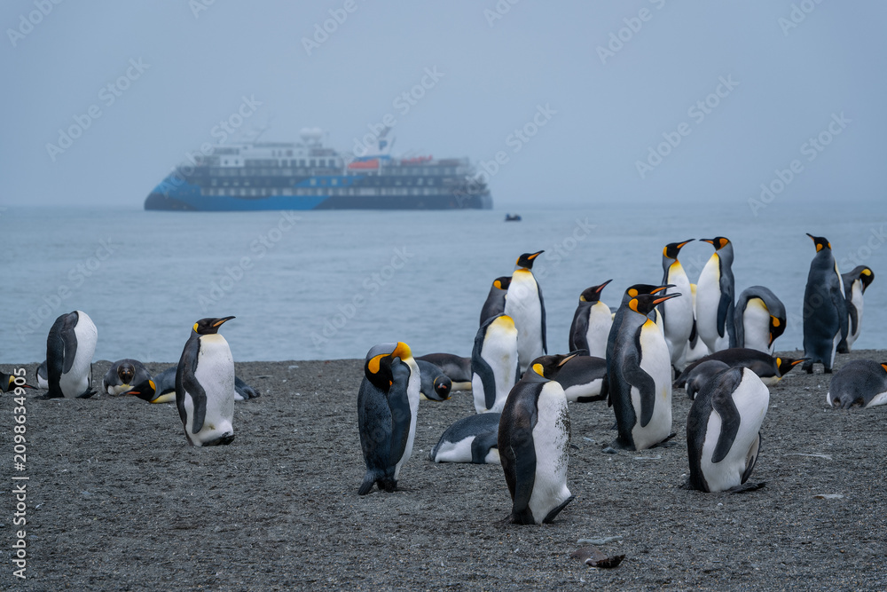 Obraz premium Scenery of the King Penguin Habitat in St Andrew's Bay, South Georgia Islands