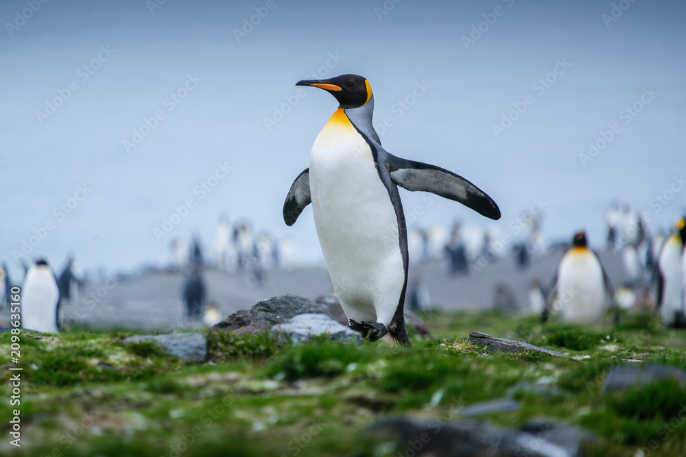 Obraz premium Scenery of the King Penguin Habitat in St Andrew's Bay, South Georgia Islands