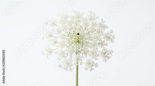Queen Anne's lace flower head isolated on white background, delicate wild carrot wildflower blooming