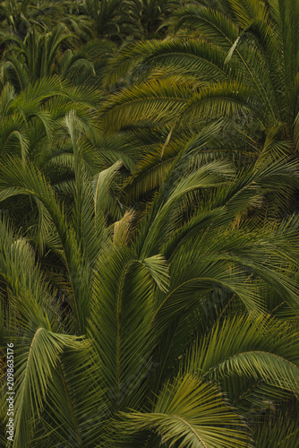 Lush Tropical Palm Leaves Background