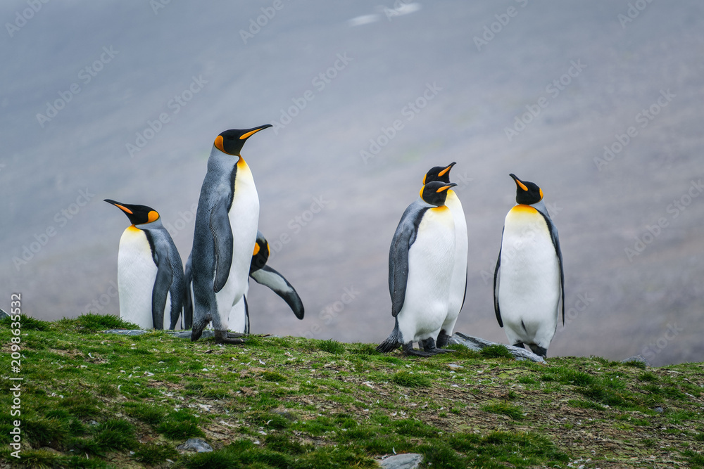 Fototapeta premium Scenery of the King Penguin Habitat in St Andrew's Bay, South Georgia Islands
