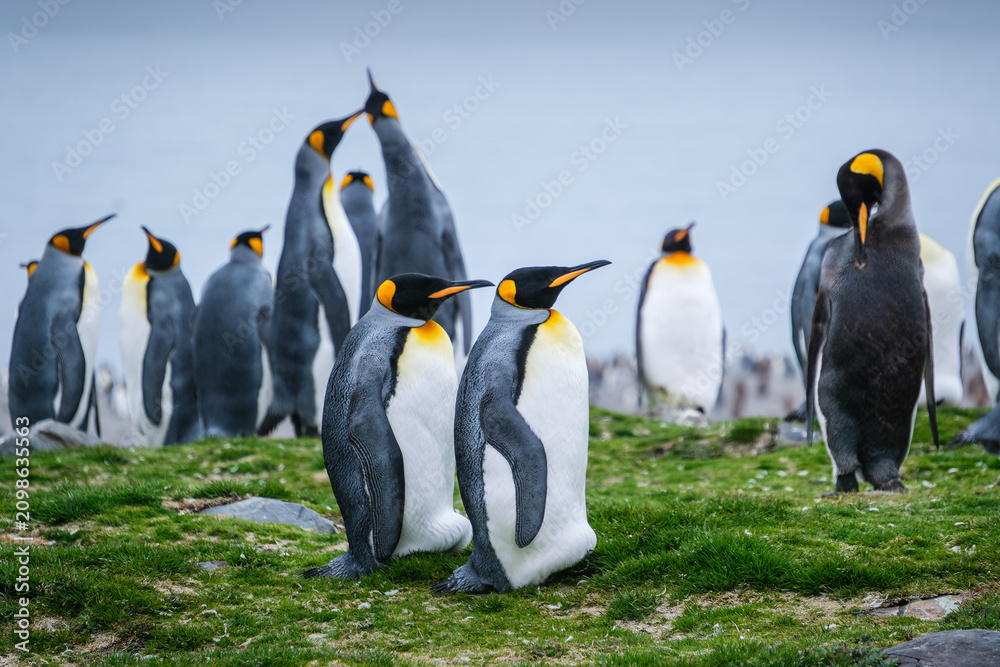 Obraz premium Scenery of the King Penguin Habitat in St Andrew's Bay, South Georgia Islands