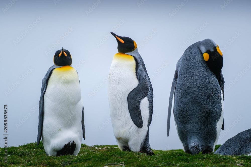 Obraz premium Scenery of the King Penguin Habitat in St Andrew's Bay, South Georgia Islands