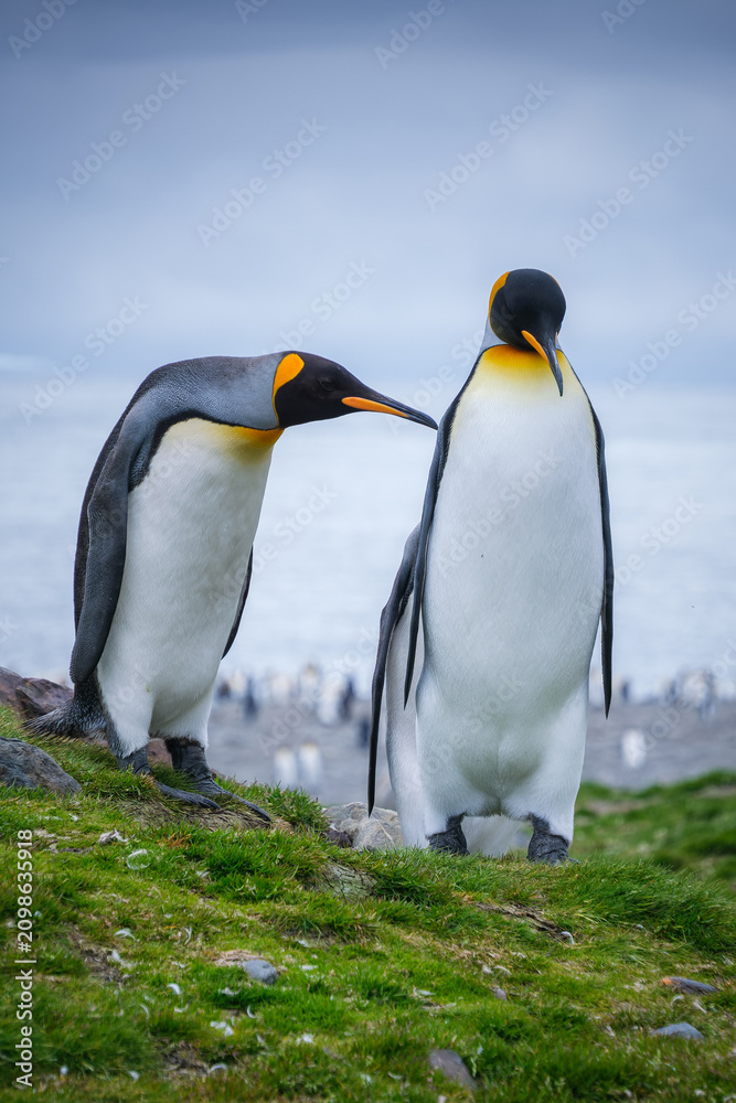 Fototapeta premium Scenery of the King Penguin Habitat in St Andrew's Bay, South Georgia Islands