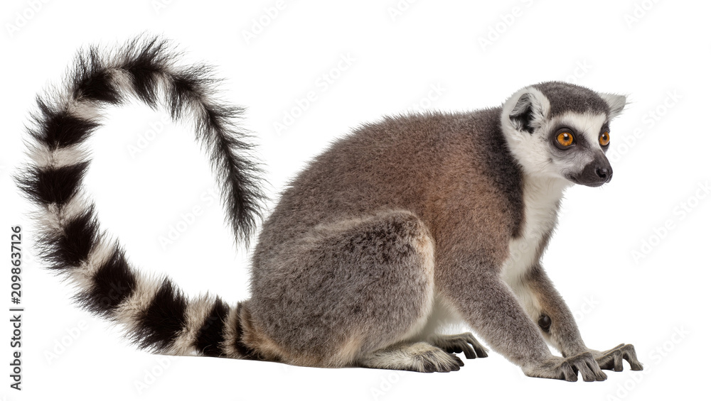 Obraz premium Ring-tailed lemur with bushy striped tail, isolated on transparent background