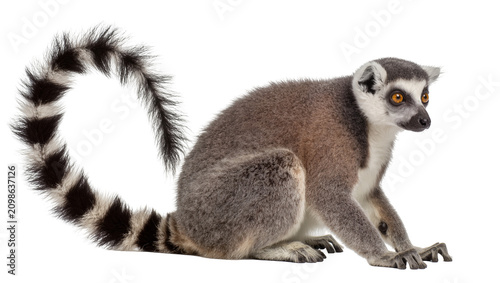 Cuadro en lienzo Ring-tailed lemur with bushy striped tail, isolated on transparent background
