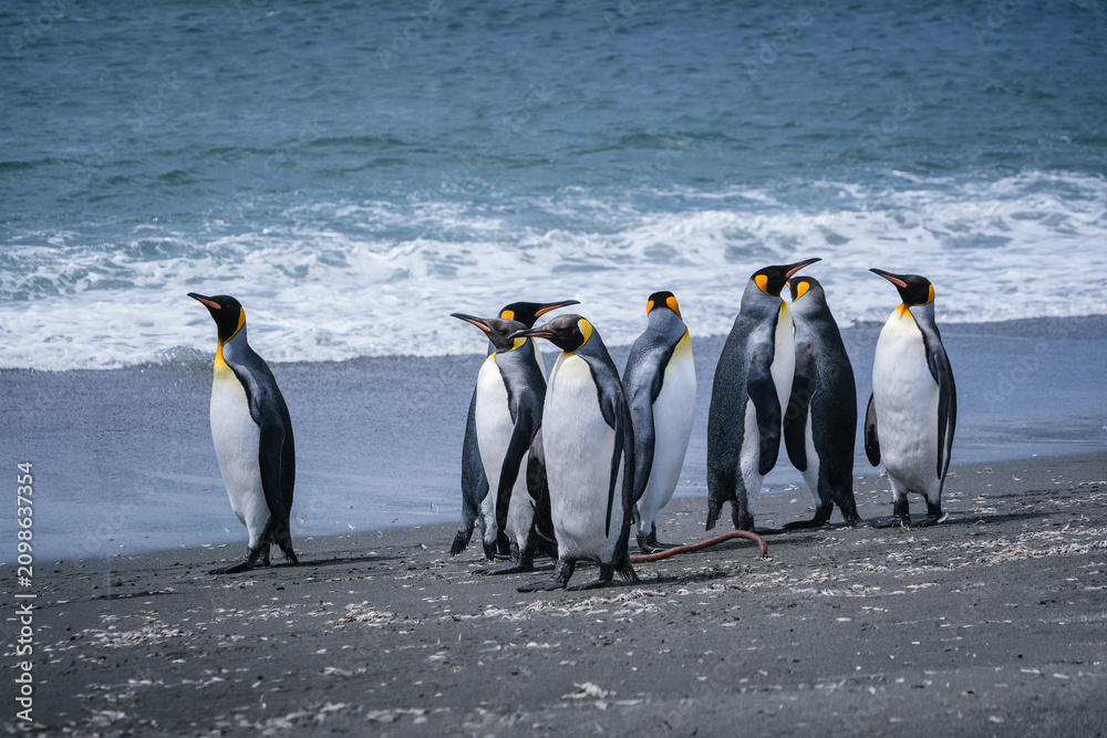 Fototapeta premium Scenery of the King Penguin Habitat in St Andrew's Bay, South Georgia Islands