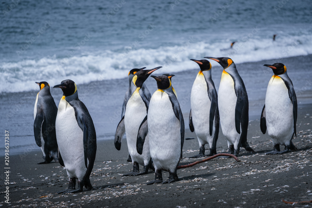 Fototapeta premium Scenery of the King Penguin Habitat in St Andrew's Bay, South Georgia Islands