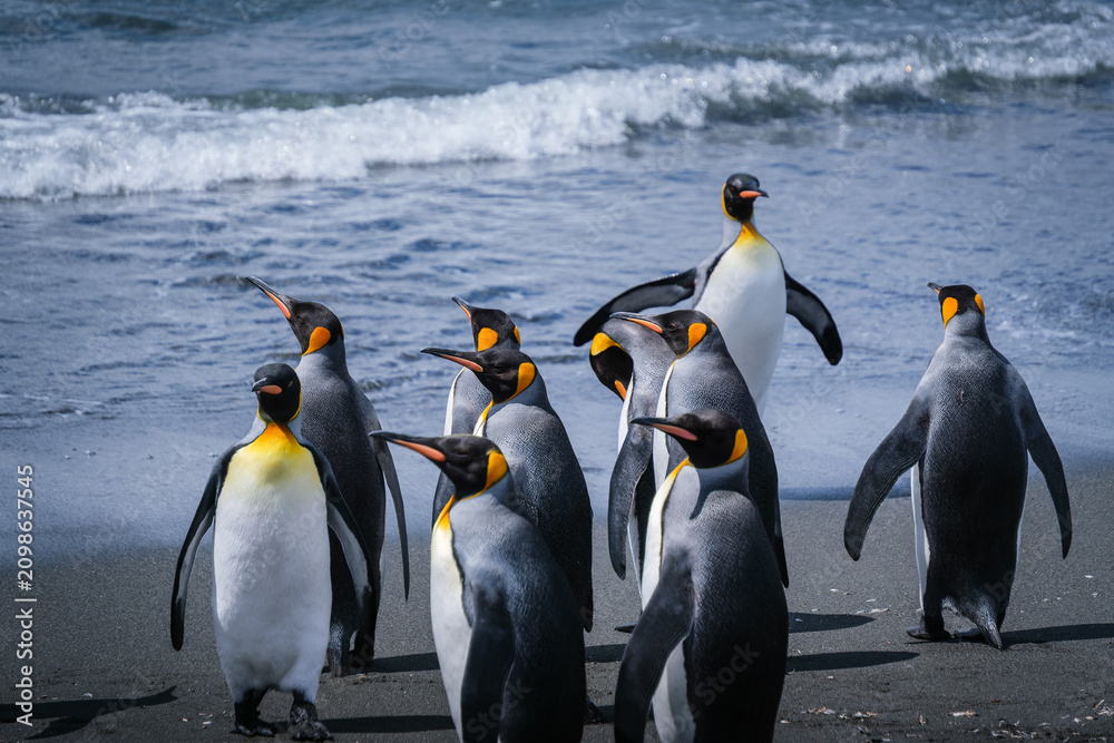 Obraz premium Scenery of the King Penguin Habitat in St Andrew's Bay, South Georgia Islands
