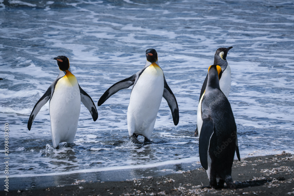 Obraz premium Scenery of the King Penguin Habitat in St Andrew's Bay, South Georgia Islands