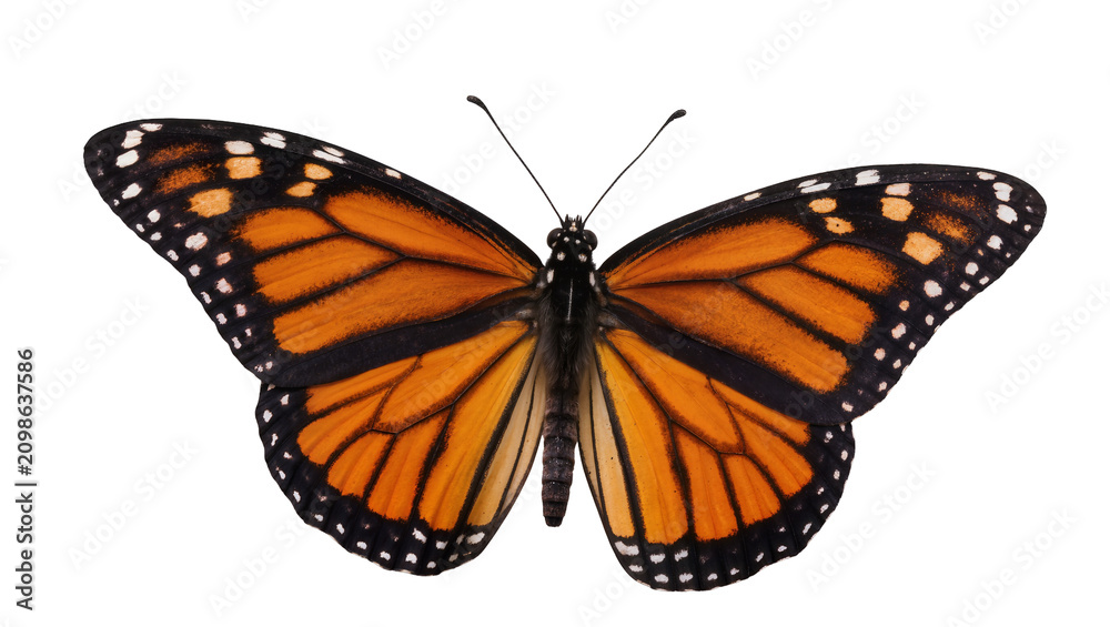 Obraz premium Monarch butterfly with orange black and white patterned wings, isolated on transparent background