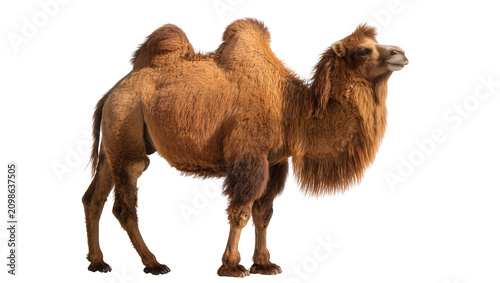 Cuadro en lienzo Brown dromedary camel with shaggy fur, isolated on transparent background