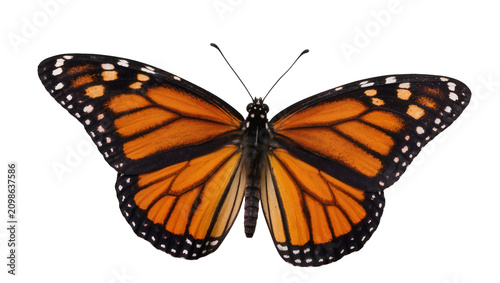 Foto Monarch butterfly with orange black and white patterned wings, isolated on trans