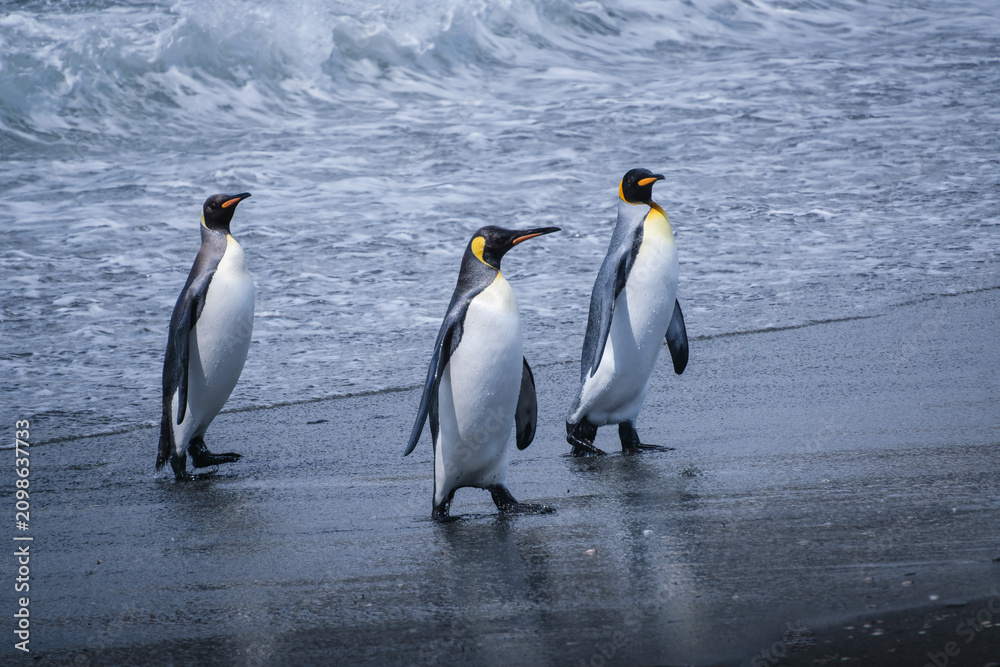 Obraz premium Scenery of the King Penguin Habitat in St Andrew's Bay, South Georgia Islands