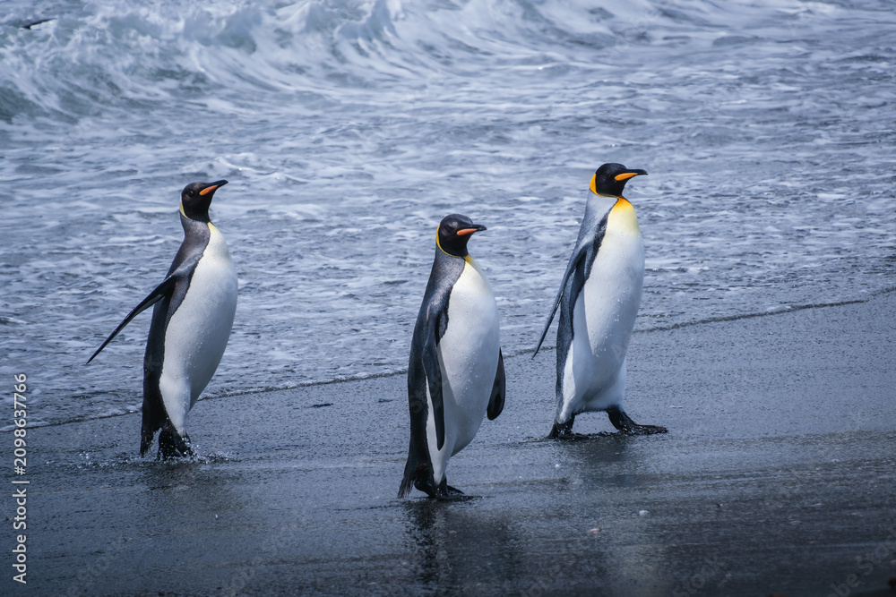 Fototapeta premium Scenery of the King Penguin Habitat in St Andrew's Bay, South Georgia Islands