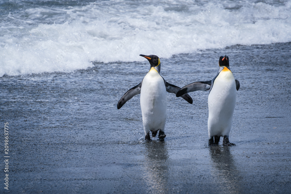 Obraz premium Scenery of the King Penguin Habitat in St Andrew's Bay, South Georgia Islands