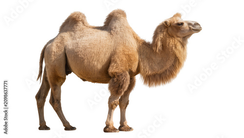 Fotografía Bactrian camel with two humps detailed fur texture, isolated on transparent back