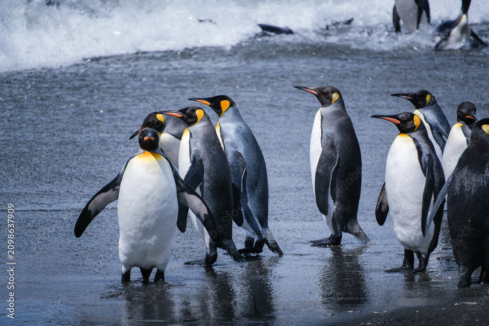 Obraz premium Scenery of the King Penguin Habitat in St Andrew's Bay, South Georgia Islands