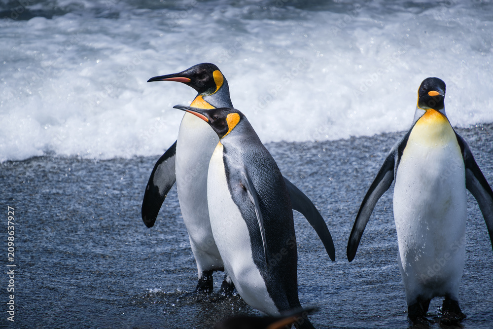 Fototapeta premium Scenery of the King Penguin Habitat in St Andrew's Bay, South Georgia Islands