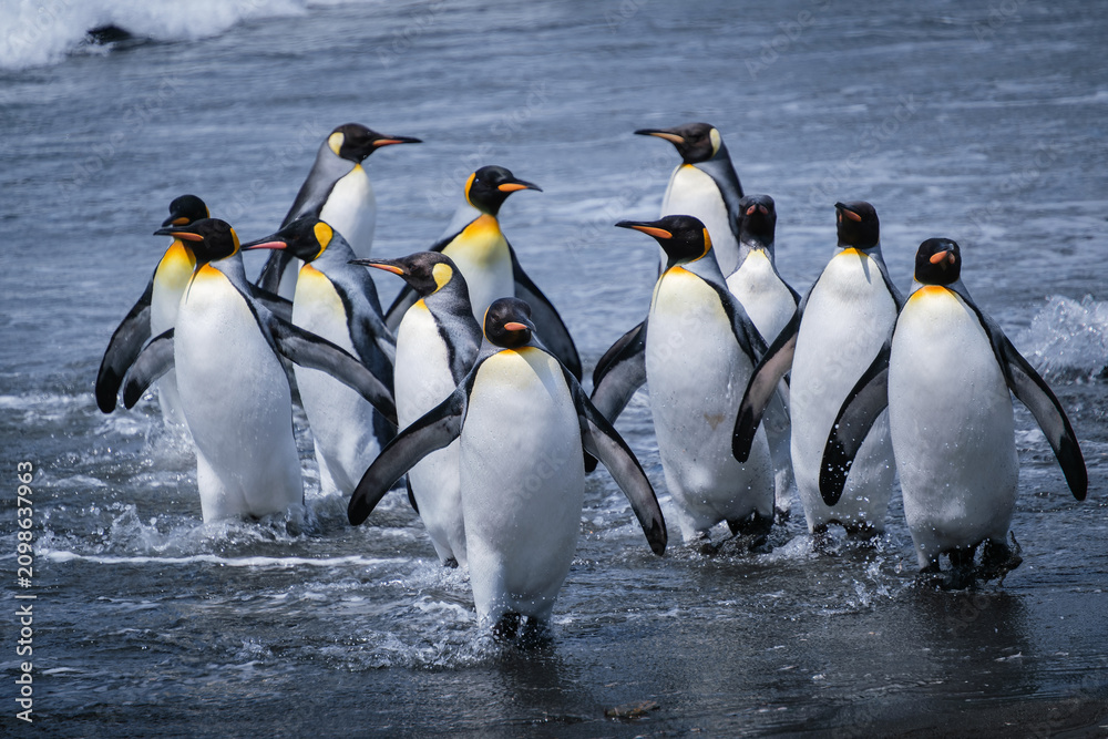 Fototapeta premium Scenery of the King Penguin Habitat in St Andrew's Bay, South Georgia Islands