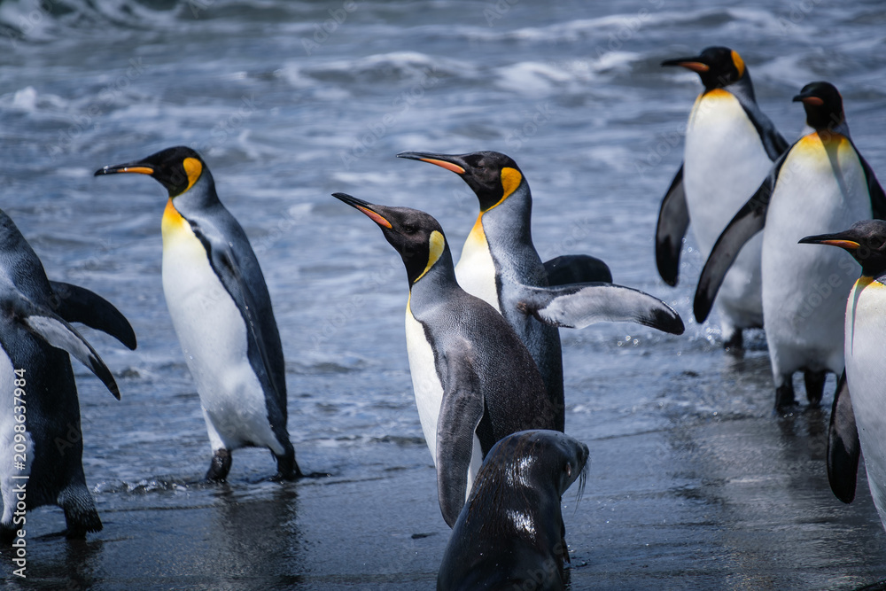 Obraz premium Scenery of the King Penguin Habitat in St Andrew's Bay, South Georgia Islands