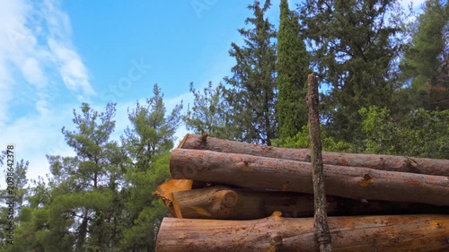 firewood in the forest