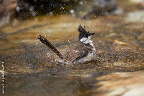 Konstfotografi Red-whiskered bulbul splashing in a rock pool