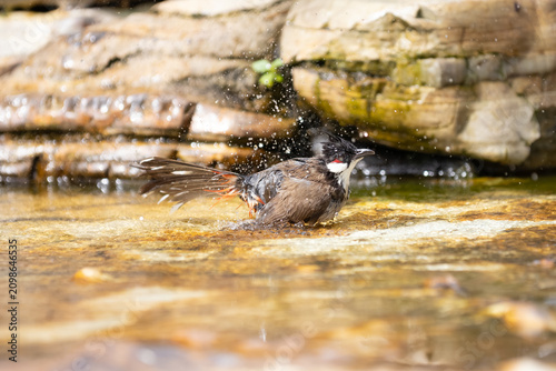 Foto Red-whiskered bulbul splashing in a rock pool