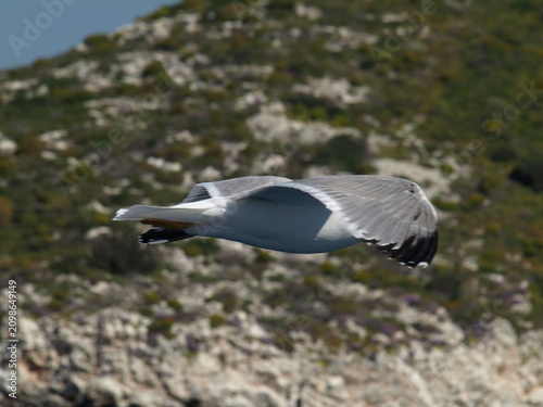sea gull