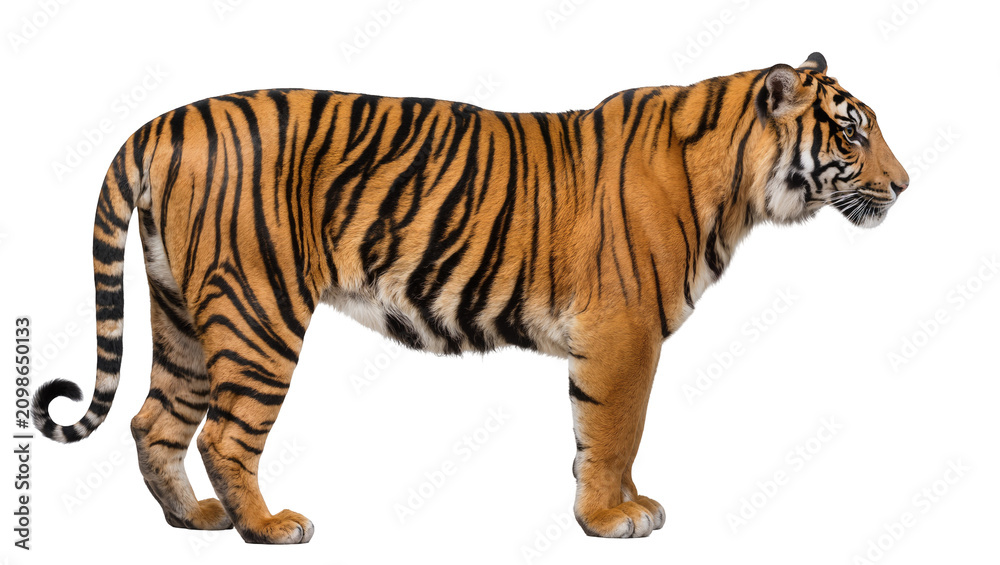 Obraz premium Majestic Bengal tiger with black stripes standing alert, isolated on transparent background