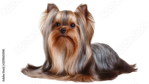 Foto Fluffy Yorkshire Terrier dog with long silky hair, isolated on transparent backg