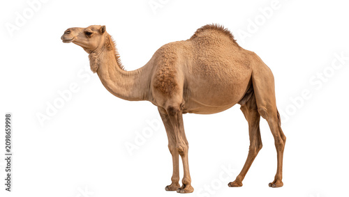 Foto Dromedary camel with one hump standing, isolated on transparent background