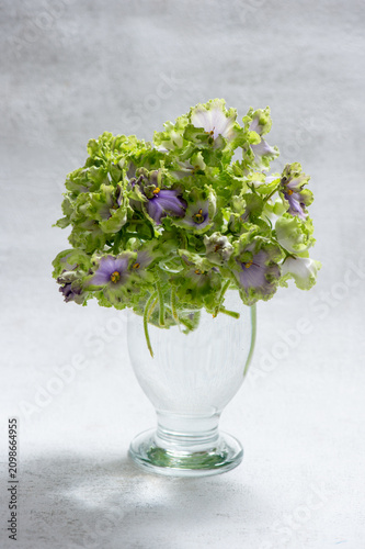 Green and Purple African Violet Flowers in Frosted Glass Vase on Light Background